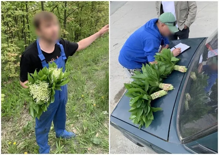 Власти Тольятти проводят рейды против продажи редких первоцветов. Срыв и торговля ландышами запрещены — за это грозит штраф от 1,5 до 5 тысяч рублей.