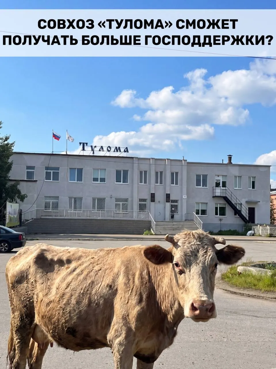 Правила получения субсидий для молочного животноводства расширили: поддержку теперь смогут получать хозяйства, где более 25% принадлежит государству или муниципалитету. Для Мурманской области это важно, но в некоторых совхозах сохраняются критические проблемы.