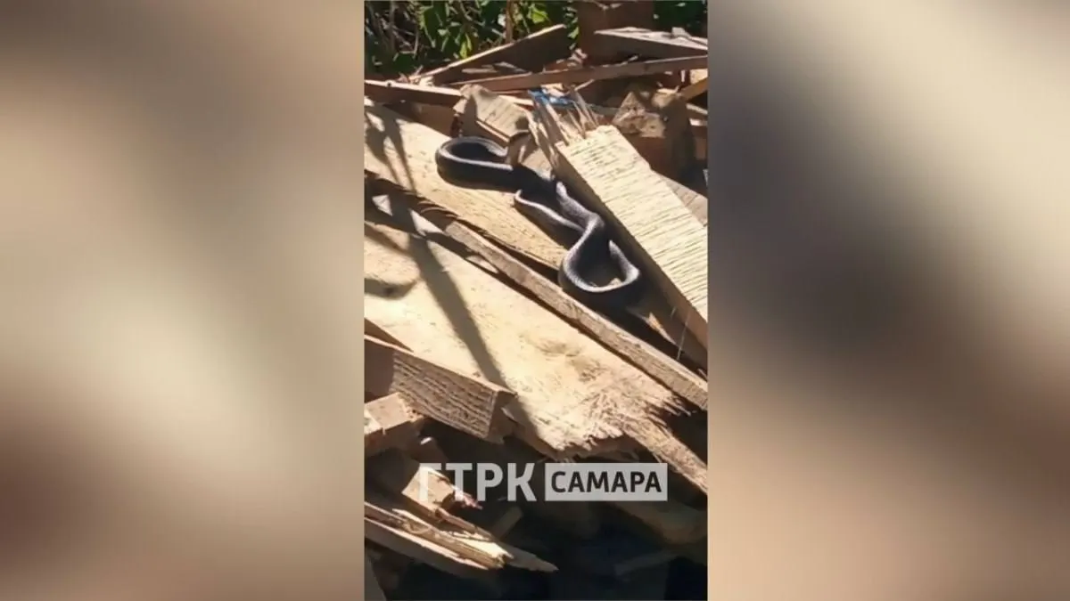 На одном из участков в Тольятти обнаружили крупную змею около двух метров в длину; она не ядовита и не проявляла агрессии.