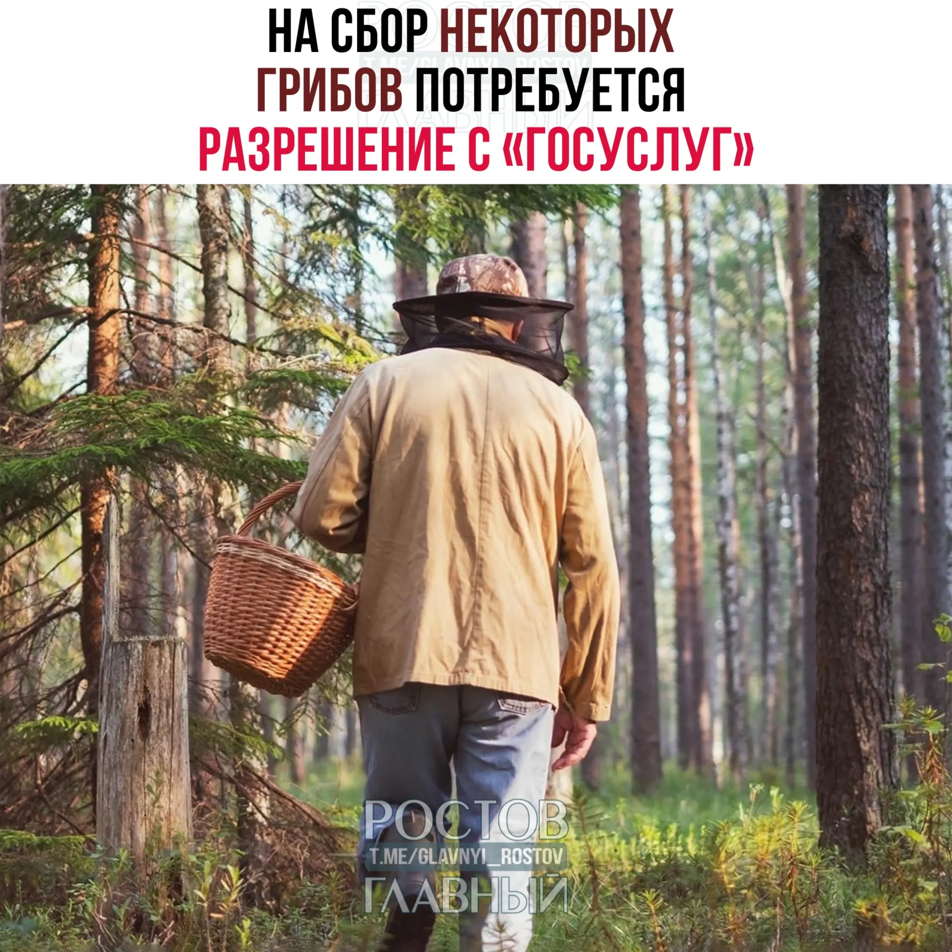 С 1 сентября 2027 года для сбора ряда редких грибов потребуется разрешение через портал «Госуслуги». Заявки будут рассматривать до 15 дней, а сбор краснокнижных без пропуска грозит уголовной ответственностью.