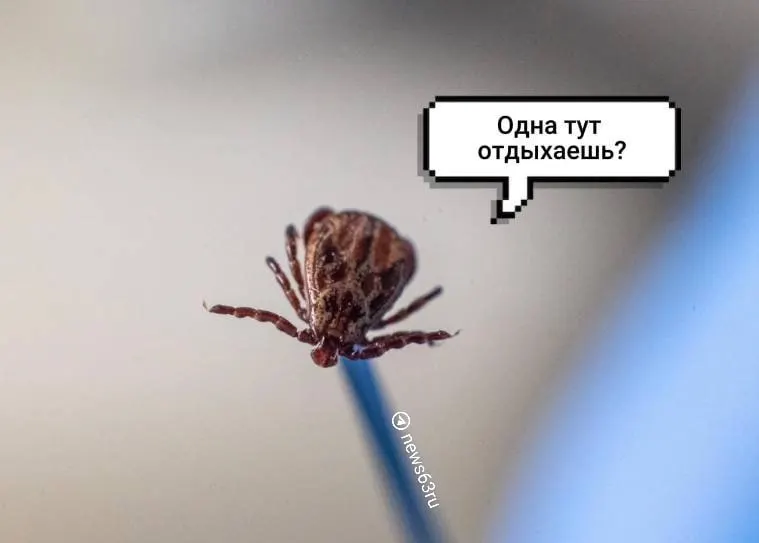 Роспотребнадзор сообщает: у 76 клещей обнаружена ДНК боррелиоза, ещё один экземпляр по результатам исследований оказался энцефалитным.