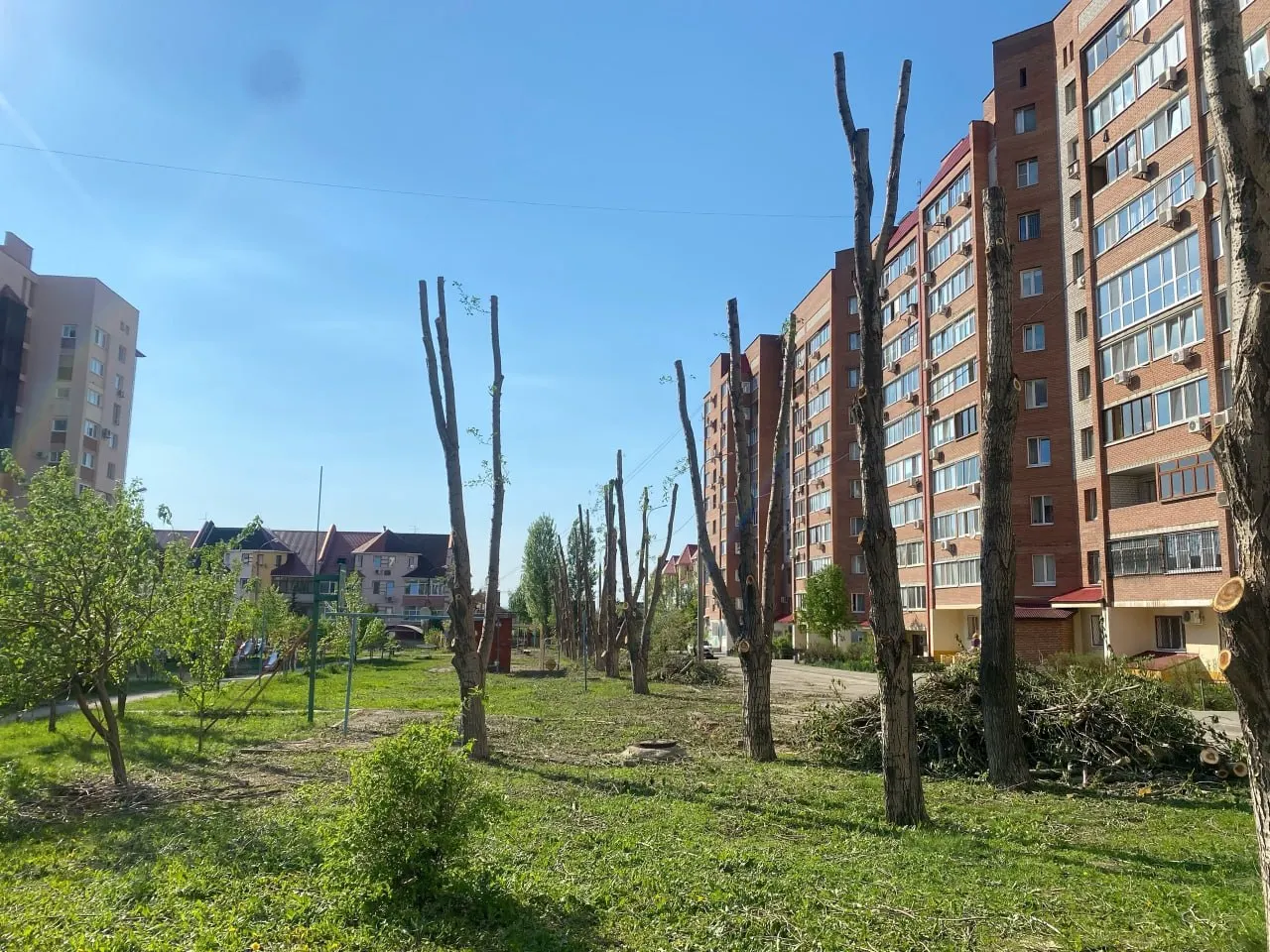 Жители дома на Ташкентской, 248 возмущены массовой обрезкой деревьев: они росли около 20 лет, люди сомневаются в обоснованности работ и просят объяснений от властей.