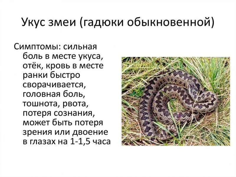 С наступлением тепла в лесах и на дачных участках Самарской области участились встречи с ядовитыми змеями. Сезон активности гадюк продолжается до октября — рекомендуется соблюдать меры предосторожности.