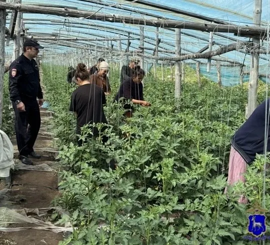 В тепличном комплексе Кинельского района проверили более 30 человек; 24 иностранца работали без разрешений. На каждого составили протоколы, правоохранители устанавливают личность нанимателя.