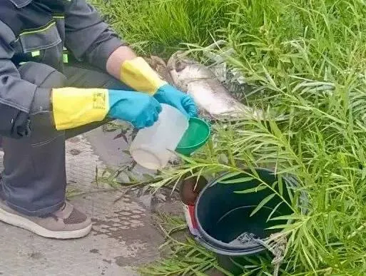 16 июня близ села Аверьяновка в Богатовском районе Самарской области обнаружили массовый мор рыбы. Экологи взяли пробы воды и проводят проверку.