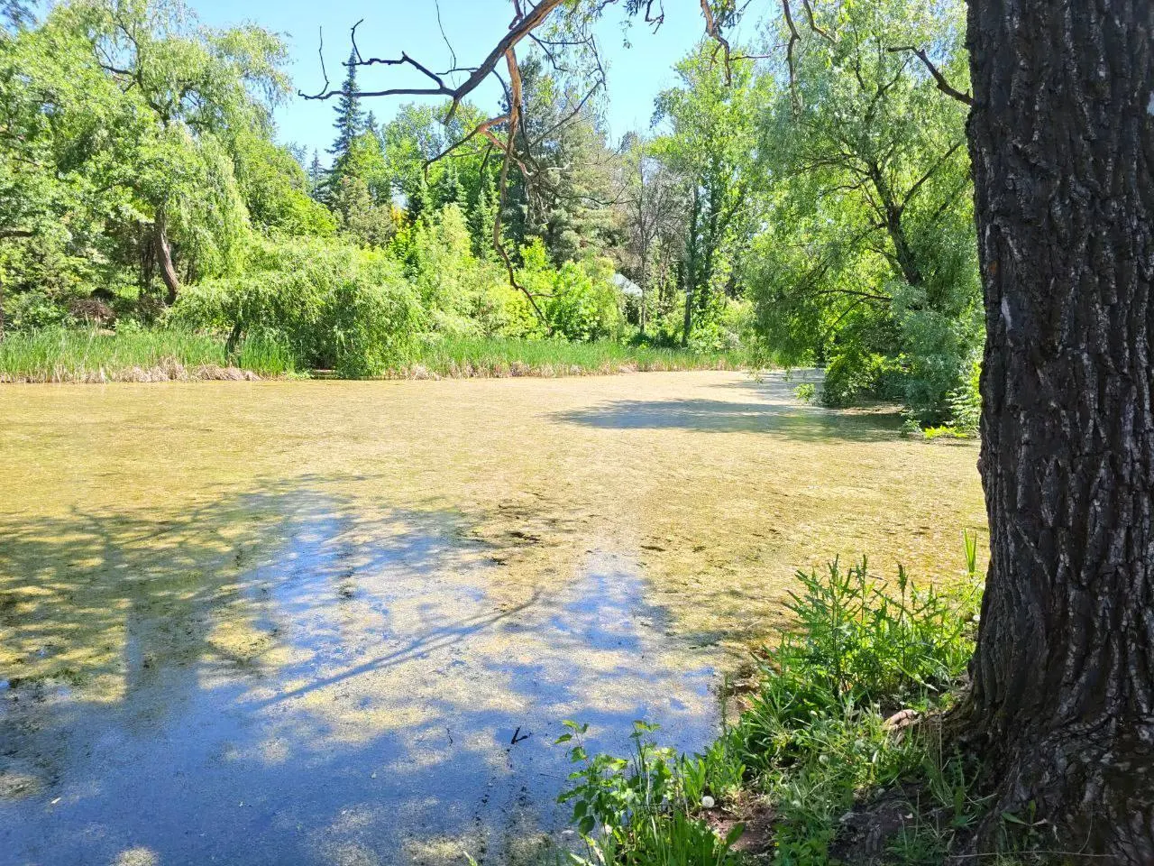 Нижний пруд в самарском Ботаническом саду зацвел: мутная вода, исчезла громкая летняя фауна. Сотрудники связывают это с работами по тепломагистралям, стоками реагентов и проблемами канализации.