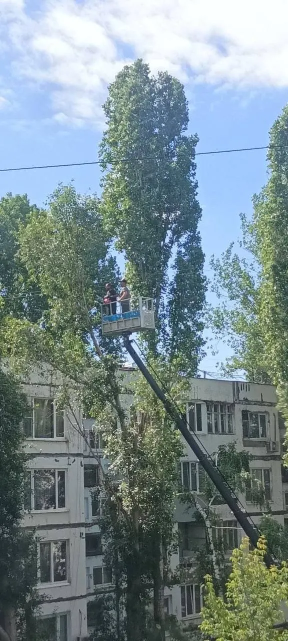 Жители Куйбышевского района Самары жалуются на вырубку здоровых ветвей; ранее с дерева сняли ветку с гнездом, в котором были птенцы.