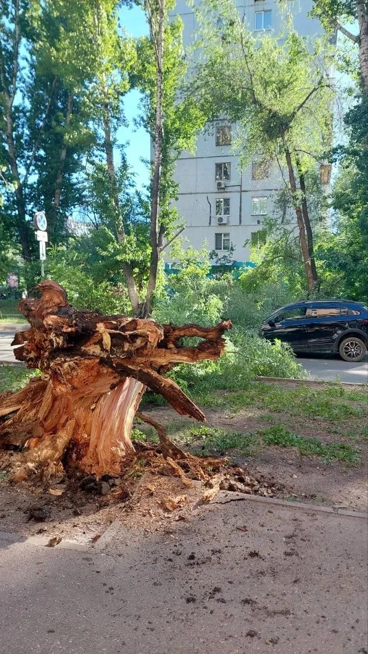 Дерево обрушилось на проезжую часть на перекрёстке Клинической и Мичурина. На место прибыла скорая, по словам очевидцев, пострадавших нет.