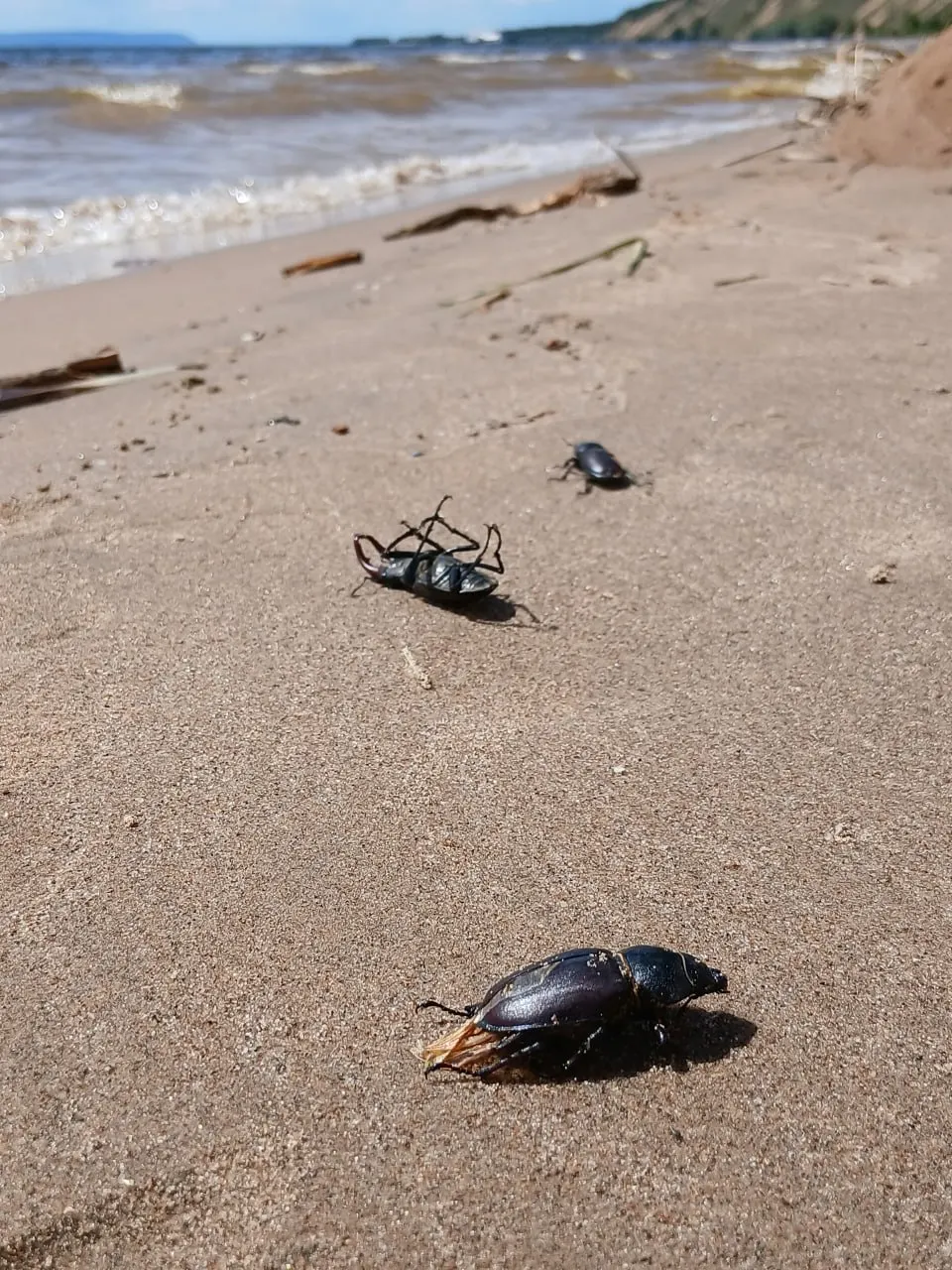 На пляжах Жигулёвского моря в Комсомольском районе Самарской области обнаружены многочисленные погибшие и ослабевшие представители редкого вида. Жители и экологи требуют проверки и выяснения причин гибели.