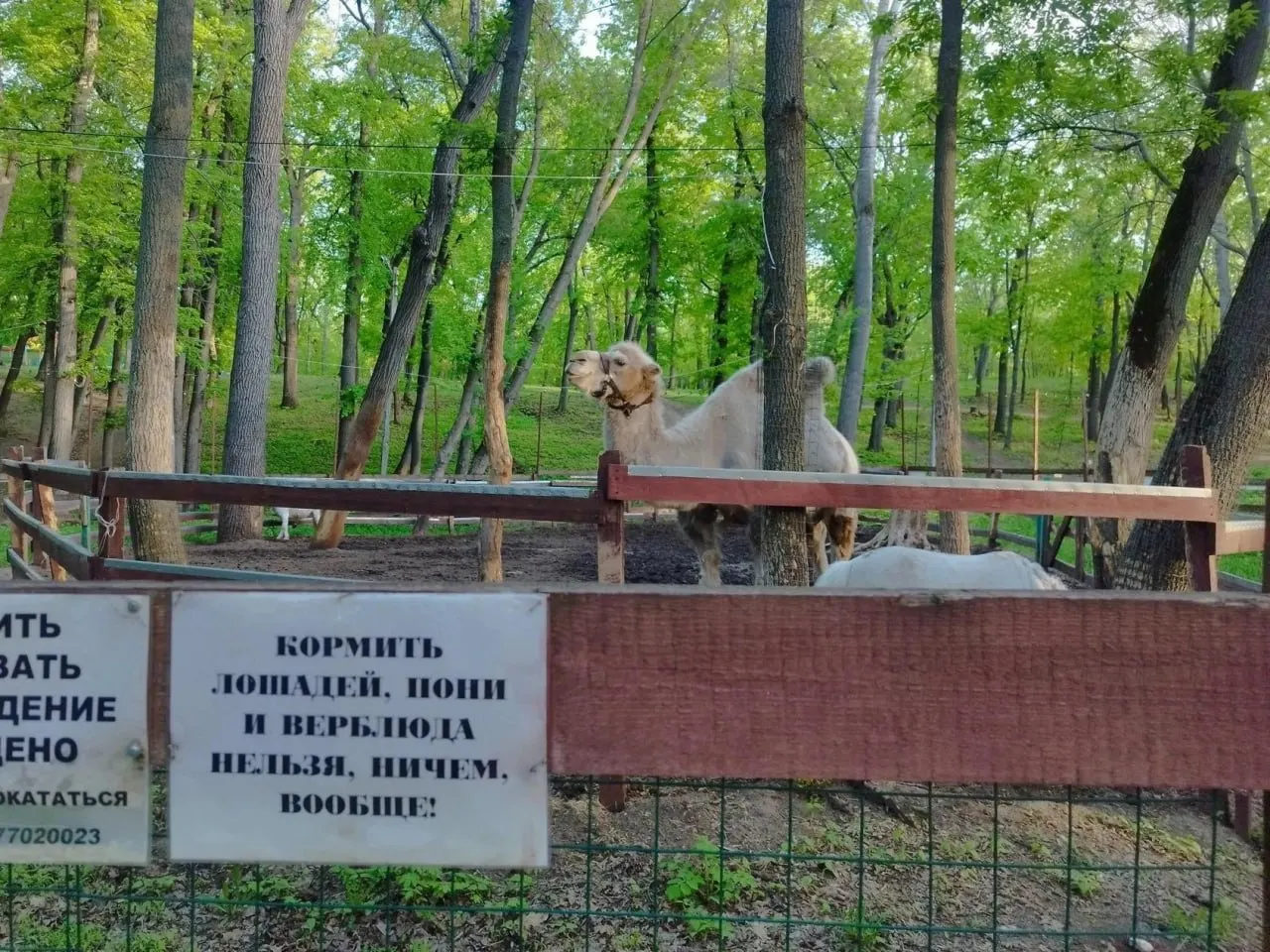 Жителей обеспокоило исчезновение верблюда из уличного вольера Загородного парка. С животным всё в порядке: из‑за холодного лета у него затянулась линька, поэтому его временно держат в укрытии до восстановления шерсти.