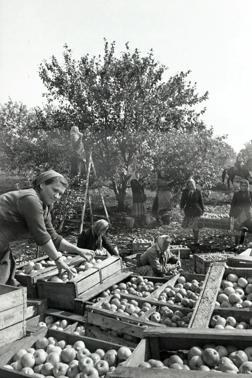 Ретро‑кадры урожая в Куйбышевских совхозах и колхозах 1950‑х: люди за работой, трактора и комбайны на полях, кормившие страну.
