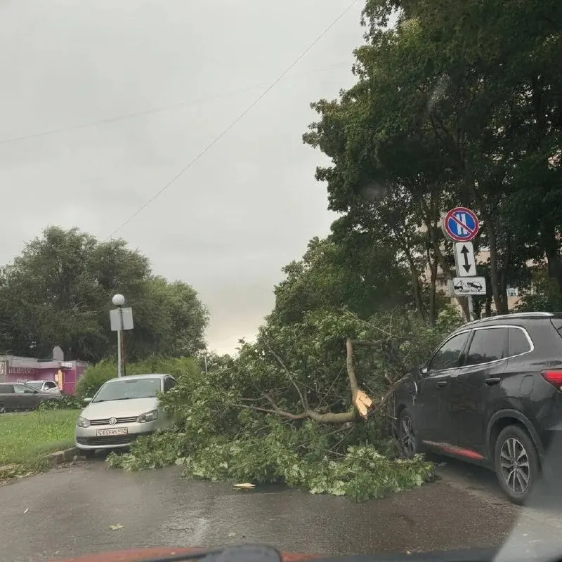 В Тольятти крупное дерево упало на автомобиль, лобовое стекло повреждено. По предварительным данным пострадавших нет.