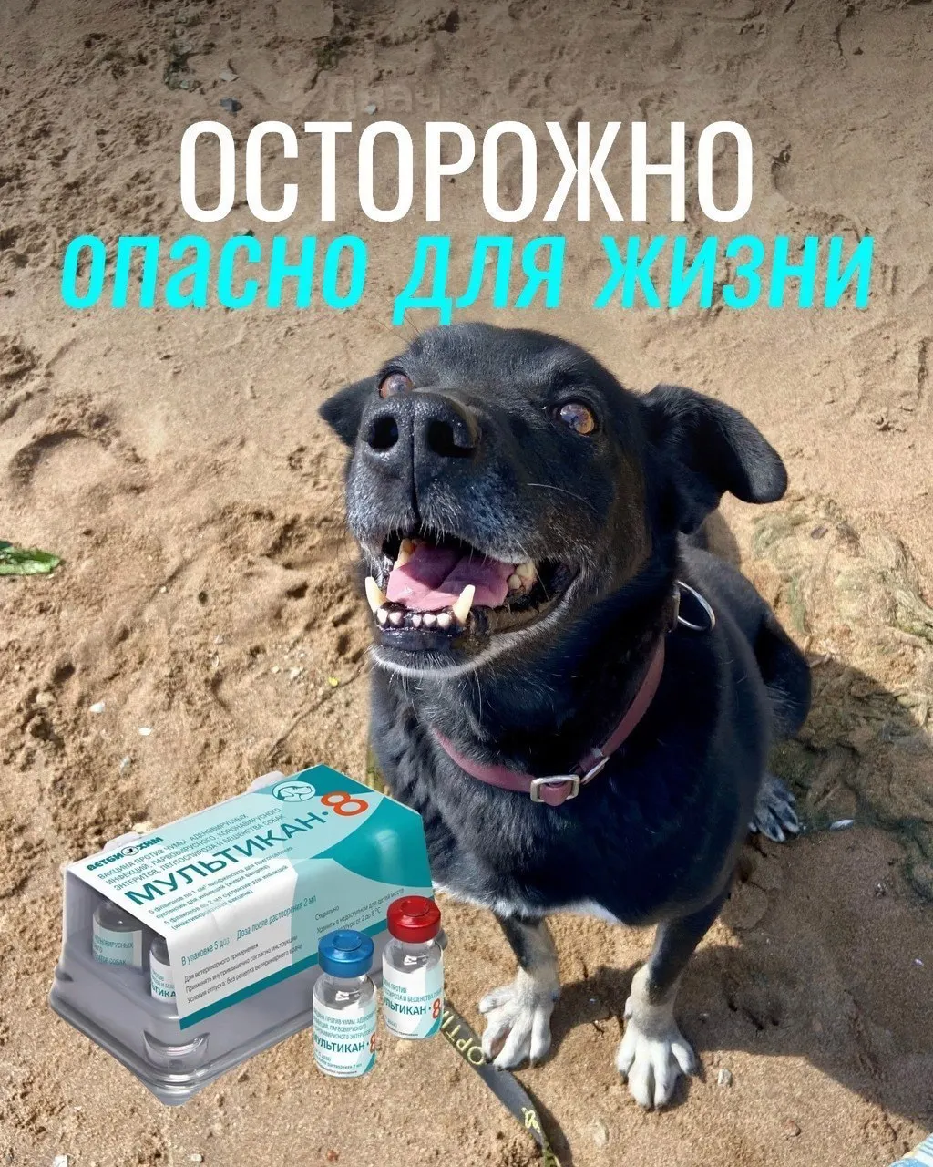 Владельцы жалуются на тяжелые реакции у животных после прививки: судороги, кровавая рвота, диарея и отёки; партия вакцины отозвана для проверки, пока причинно‑следственная связь не доказана.