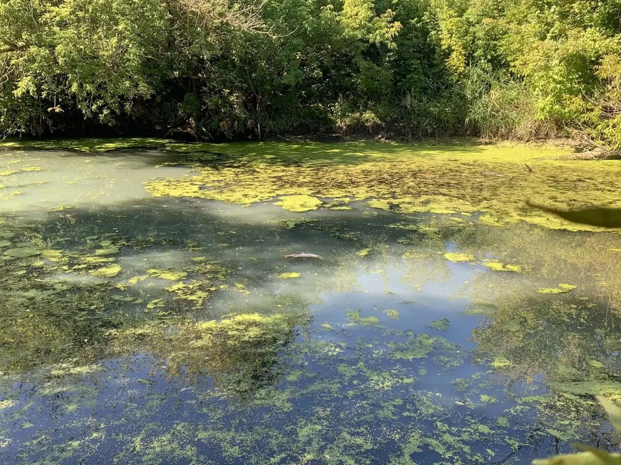 Вода в реке Овсянка в Пестравском районе загрязнена: показатели кислорода и химических веществ выходят за пределы нормы.