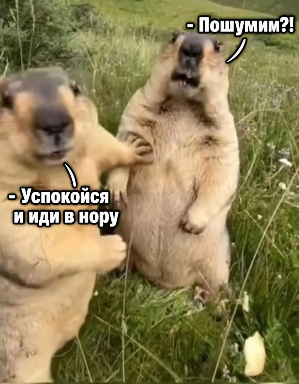 Сурки заняли норы и дремлют до весны. Минприроды просит не шуметь возле их жилищ и не пытаться разбудить зверьков — внезапное пробуждение может причинить им вред.