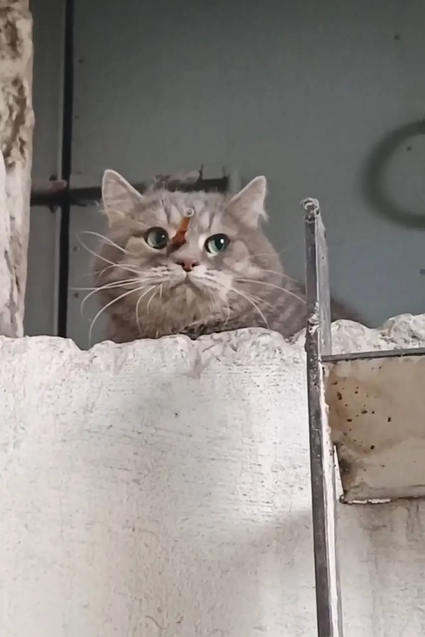 В Самаре серого кота нашли с дротиком в голове. По словам ветеринаров, ранение проникло примерно на три сантиметра, но животное продолжало жить обычной жизнью. Сейчас он обследован, причины происшествия устанавливаются.