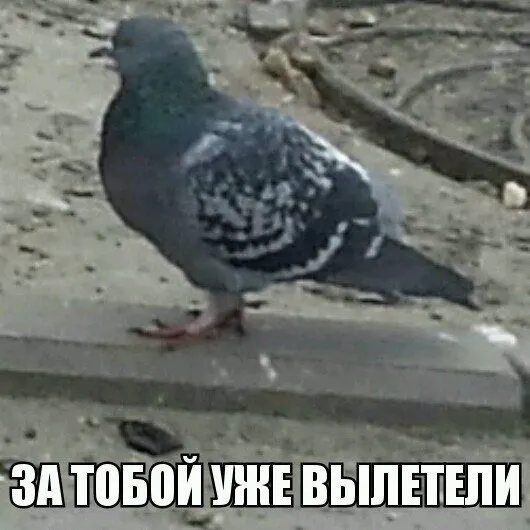 Голуби залетают через дымоход; жильцы жалуются на грохот крышных колпаков, который слышно даже на первом этаже; обращения в УК и фонд капремонта пока без результатов.