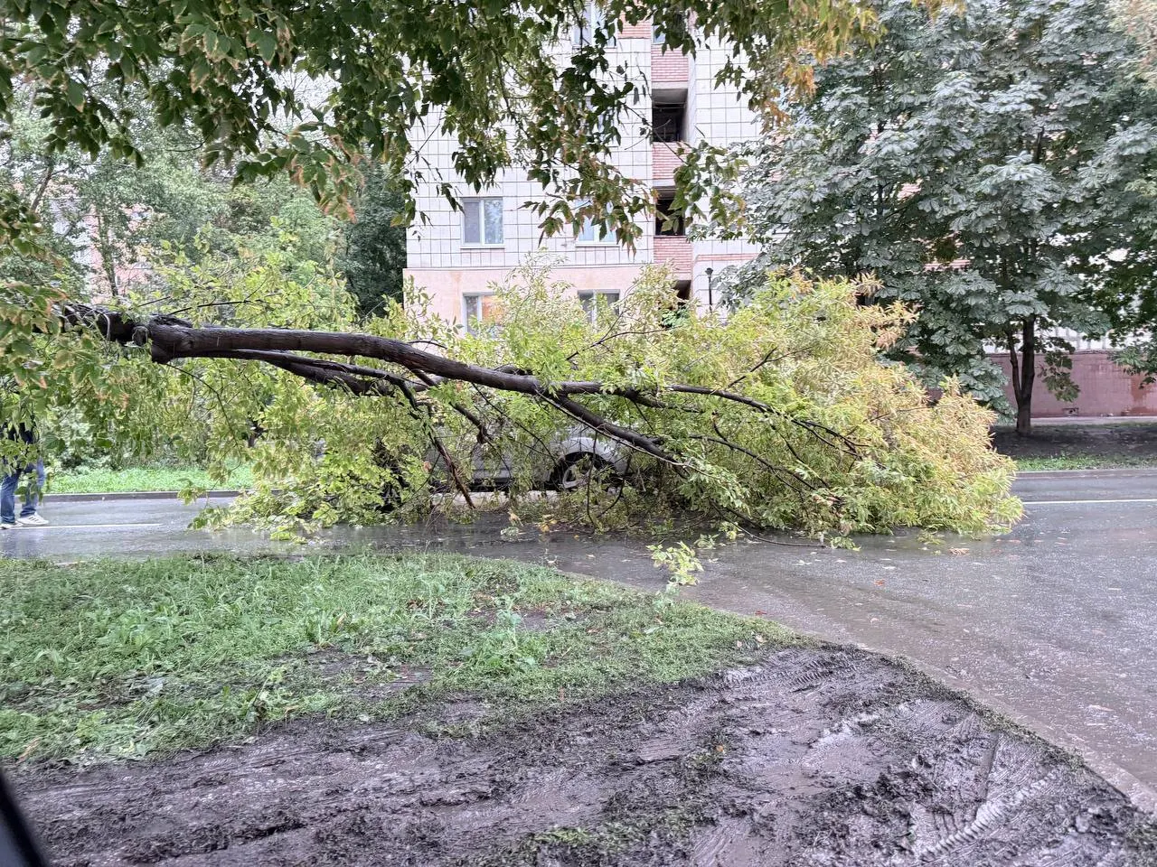 Дерево упало на дорогу, перекрывая проезд между Панова и Ерошевского. В районе Панова ведут ремонт, подъезд к Ново-Садовой затруднен.