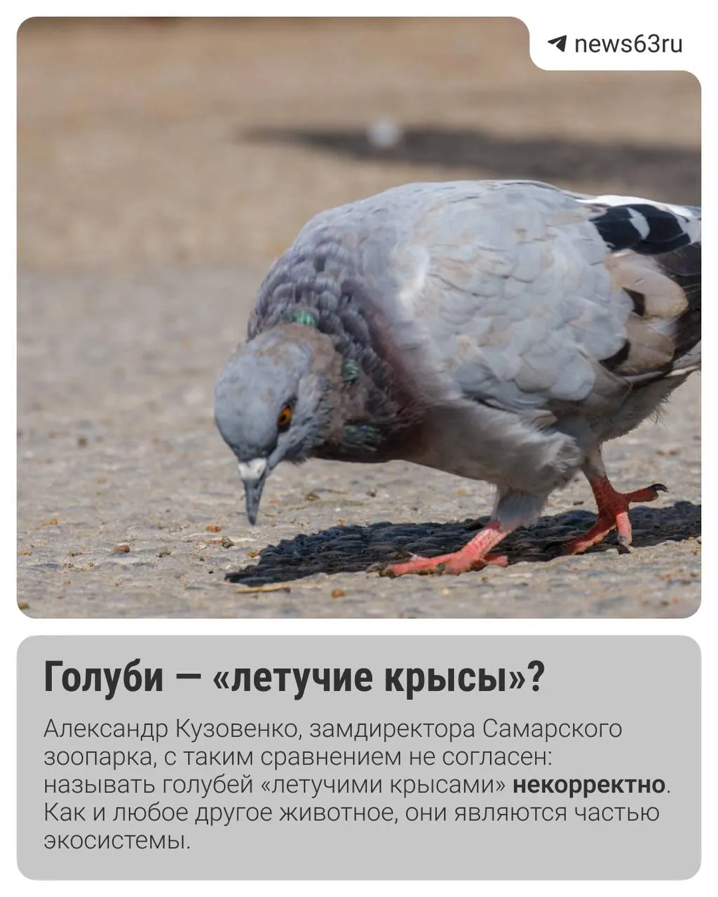 Разбираемся, опасны ли голуби и действительно ли они переносят инфекции; мнение экспертов из Самары.