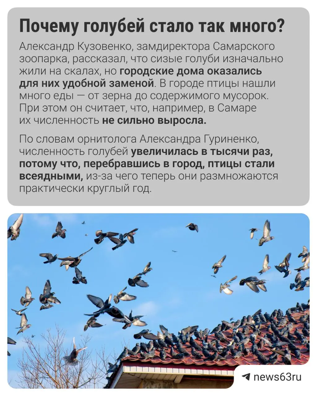 Разбираемся, действительно ли голуби несут риск для здоровья горожан, что говорят сотрудники зоопарка и орнитолог, и как это влияет на жителей.