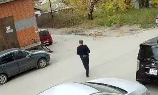 Стая сначала преследовала кошку, затем набросилась на группу несовершеннолетних; охранник, пытаясь остановить животных, получил травмы.